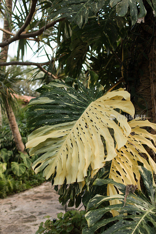 佛罗里达棕榈滩稀有热带白色杂色Monstera Deliciosa“Albo”植物